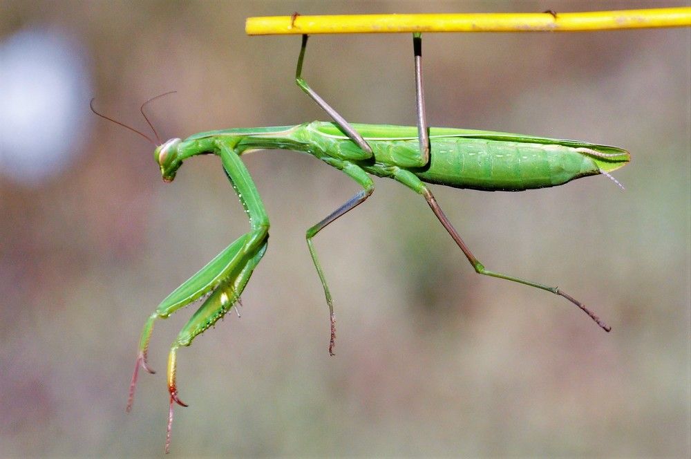 Держи меня соломинка...