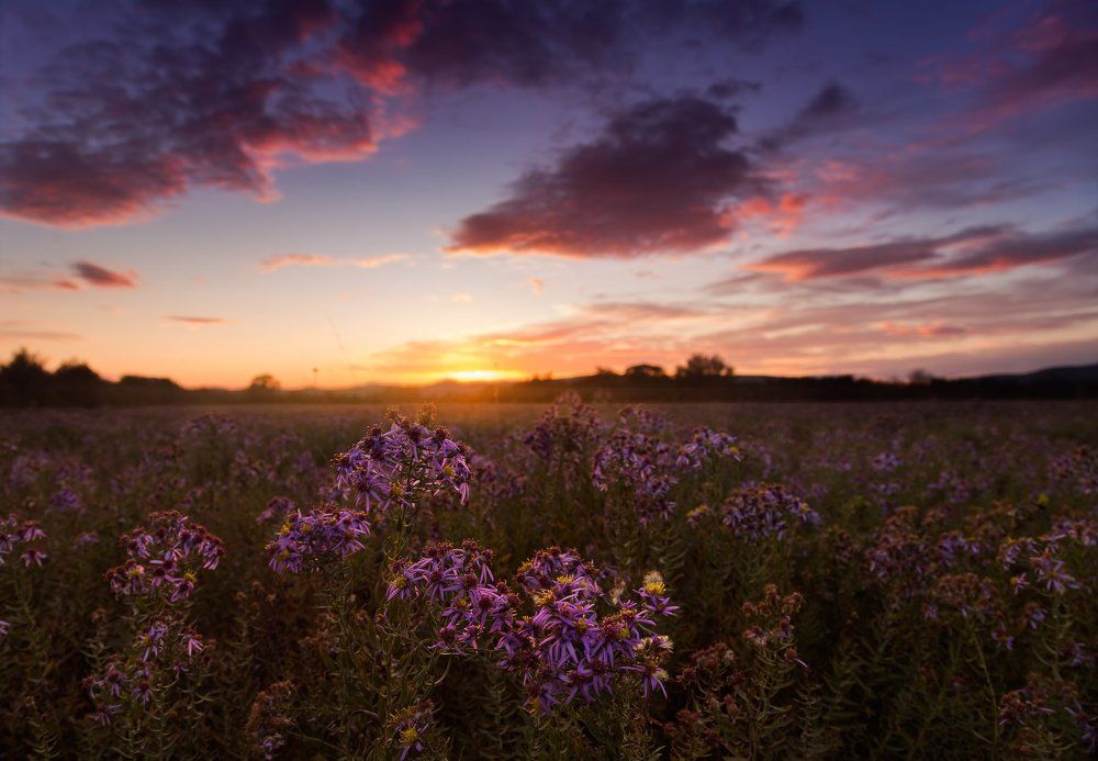 Asters on the land and sky
