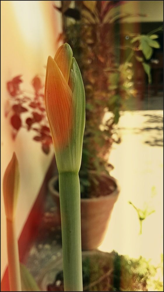 Lily.