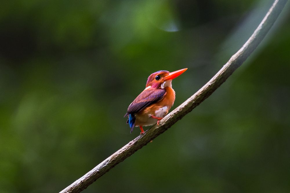 Dwarf Kingfisher Sulawesi