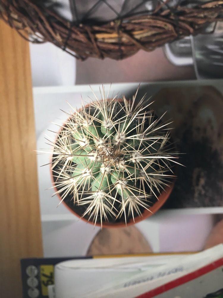 Кактус Василий / Cactus Vasya