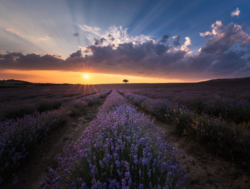 Lavender sunset