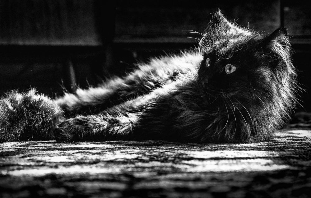 черный кот