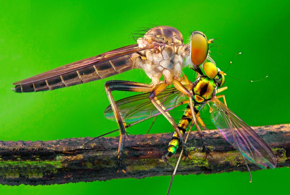 Robberfly with prey