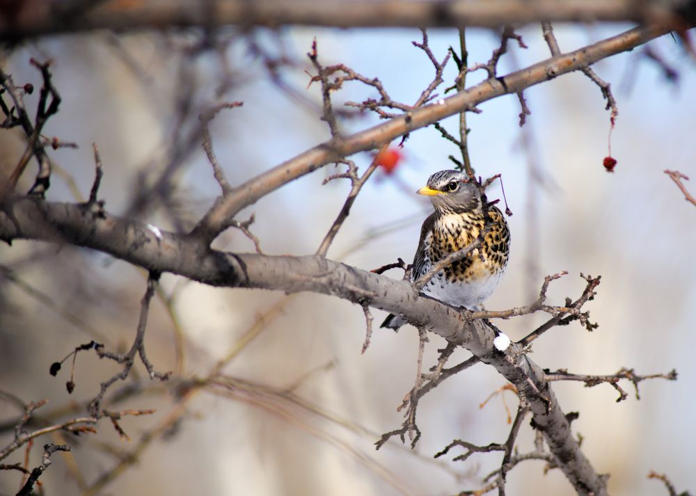 скоро весна
