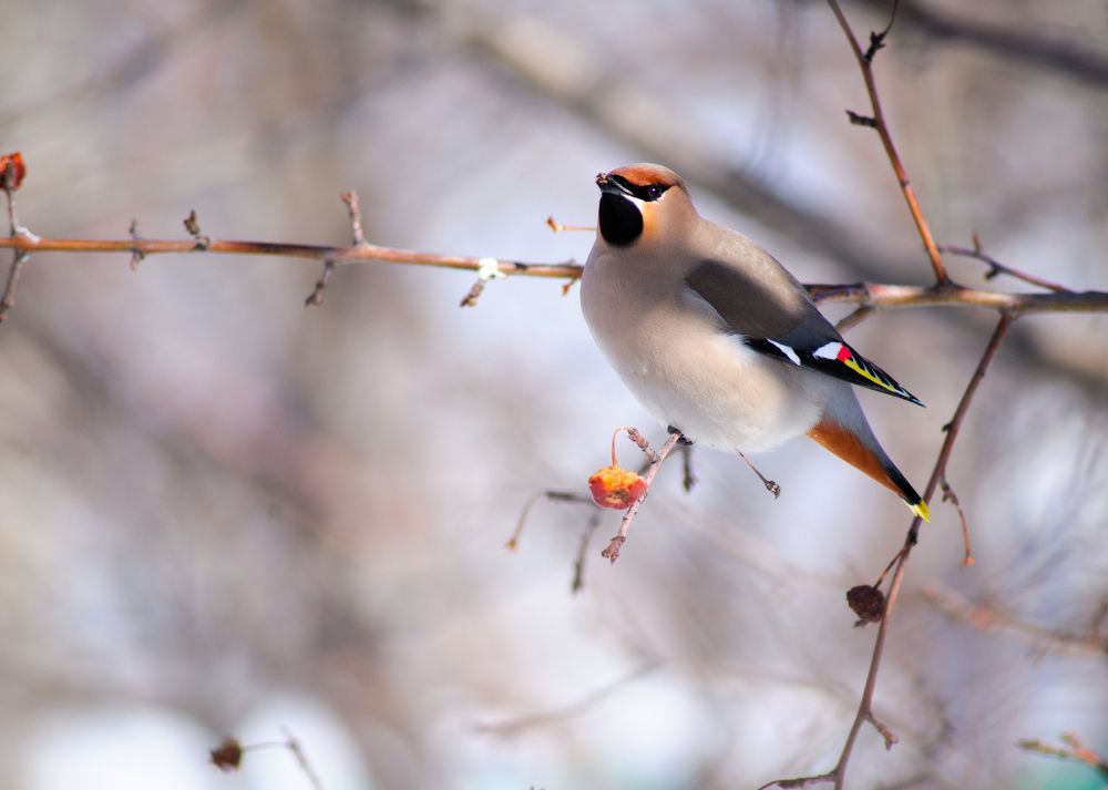 свирестель