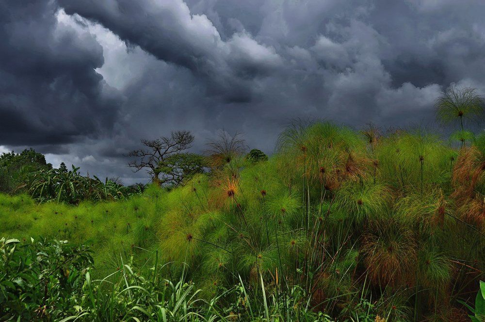 Дождь собирается