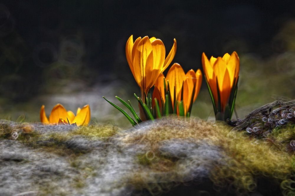 вестники весны