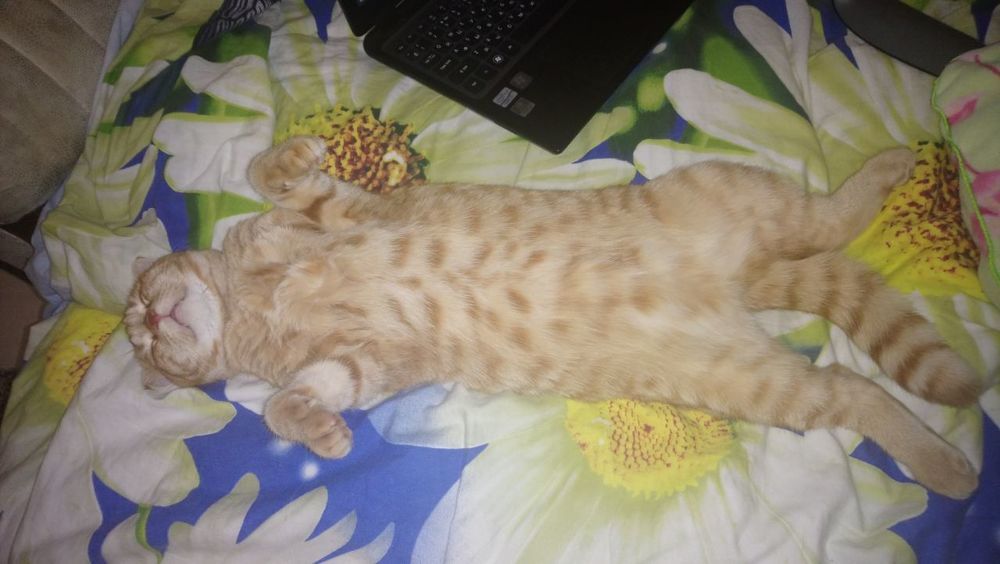 Рыжий-Тигрюша-Геймер