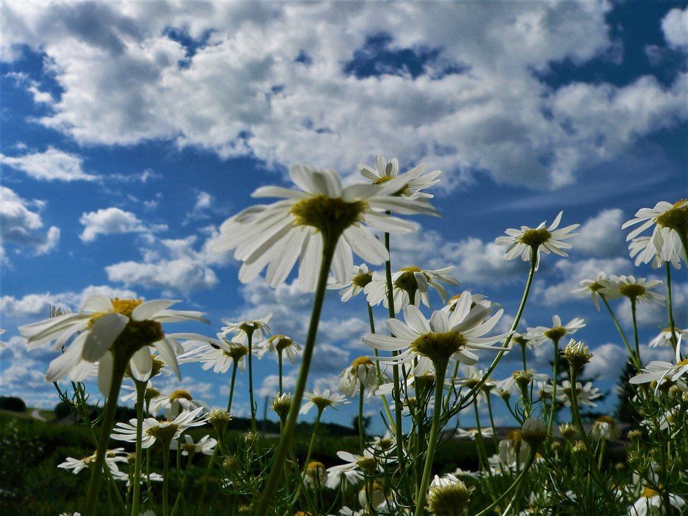 ромашки в облаках