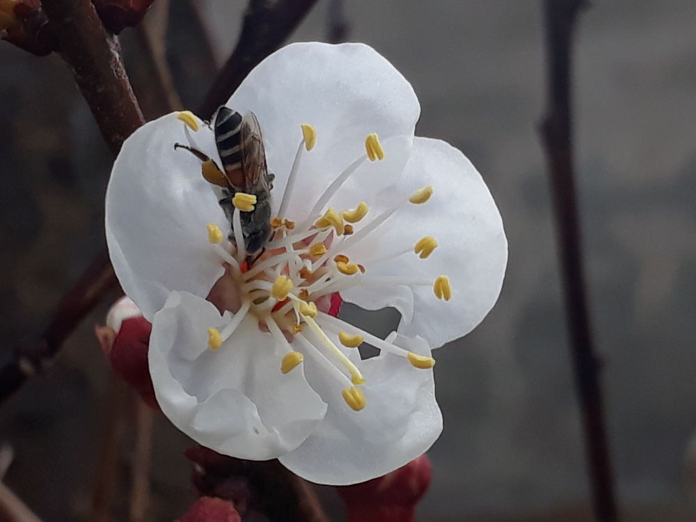 Macro work with Mobile