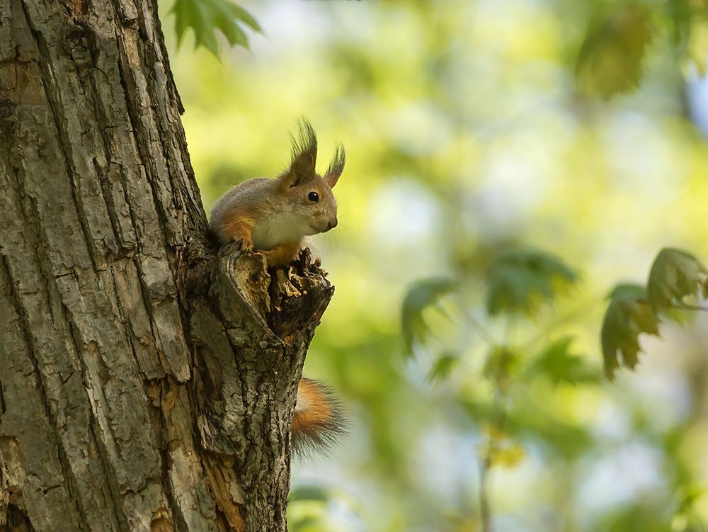 радуясь весеннему солнцу