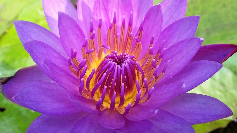 Purple Water Lily (Fire in the core of Heart)