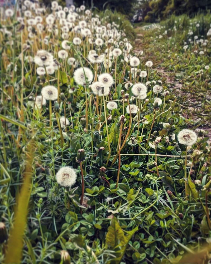 На одуванчик только дунь - И весь он разлетится.