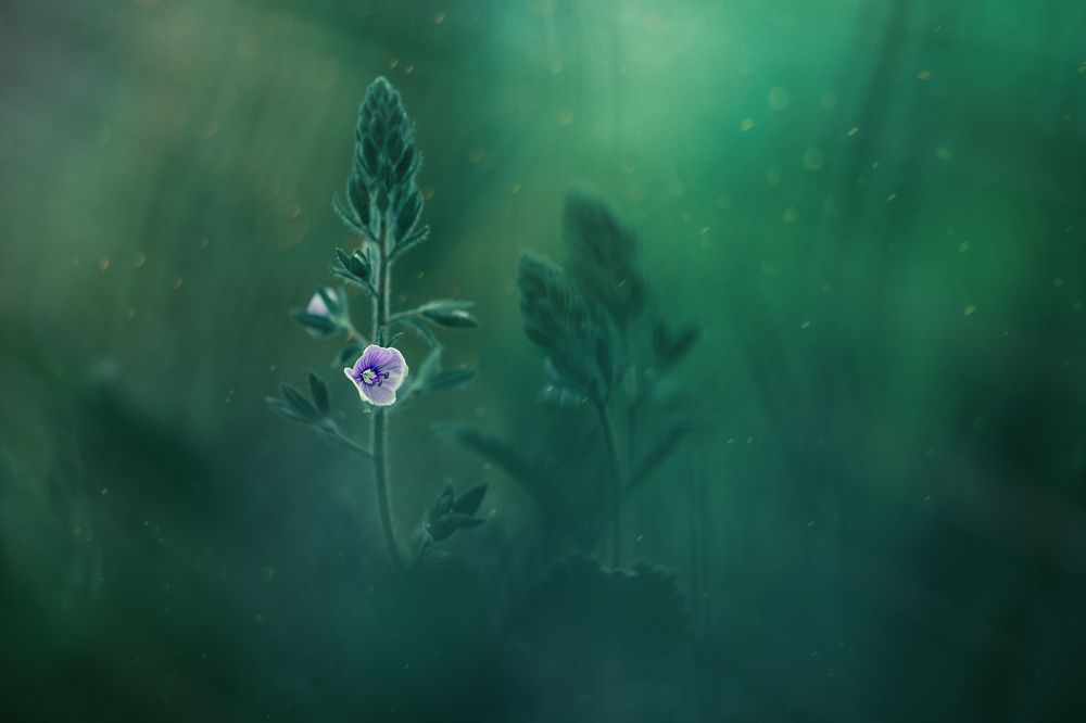 Photograph by Atanas Kulishev