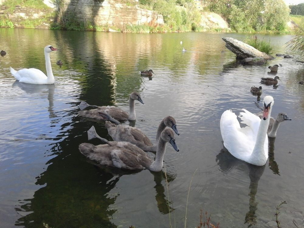 Раз ,2,3 -плыви!