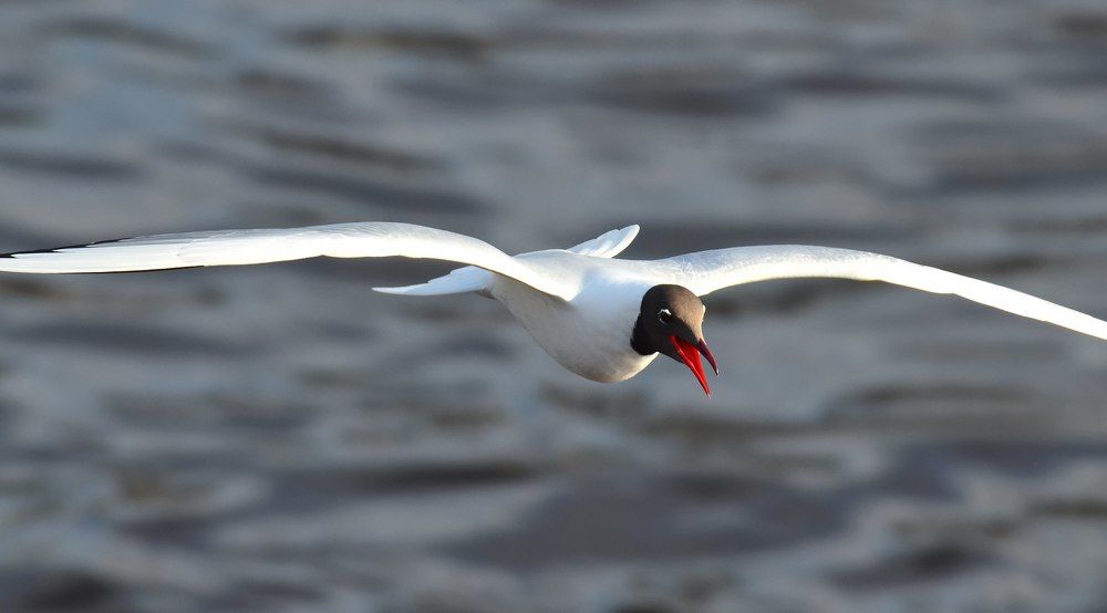 Photograph by Алексей Фомичев