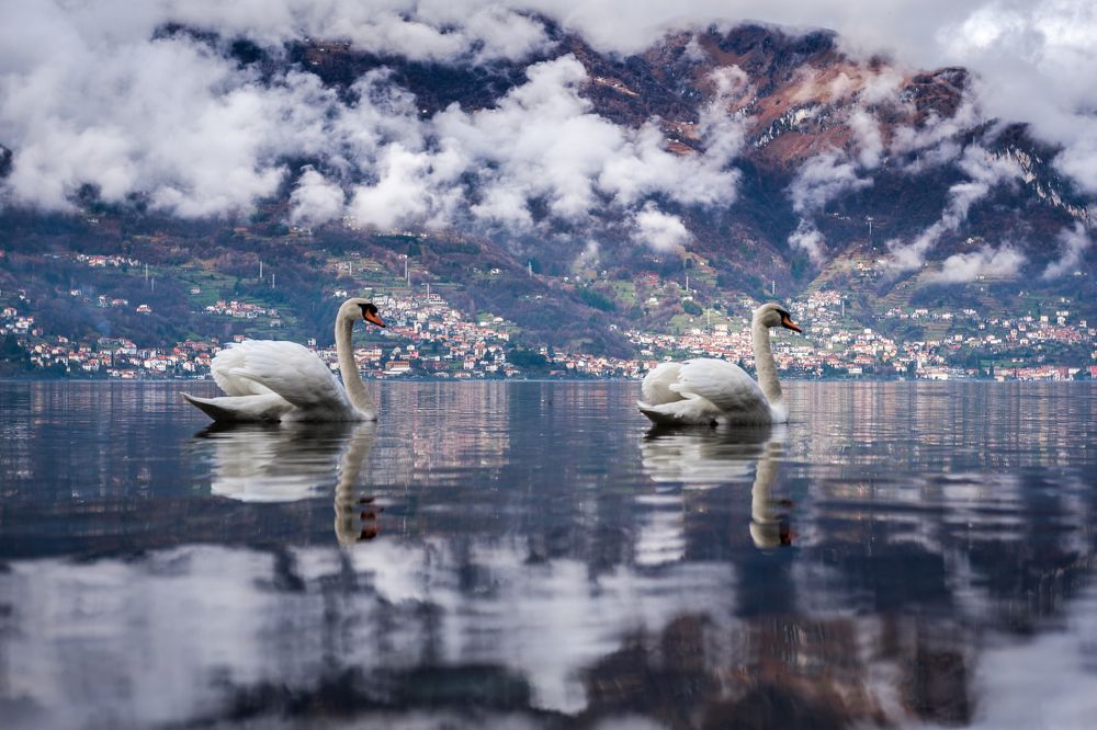 Дикие лебеди