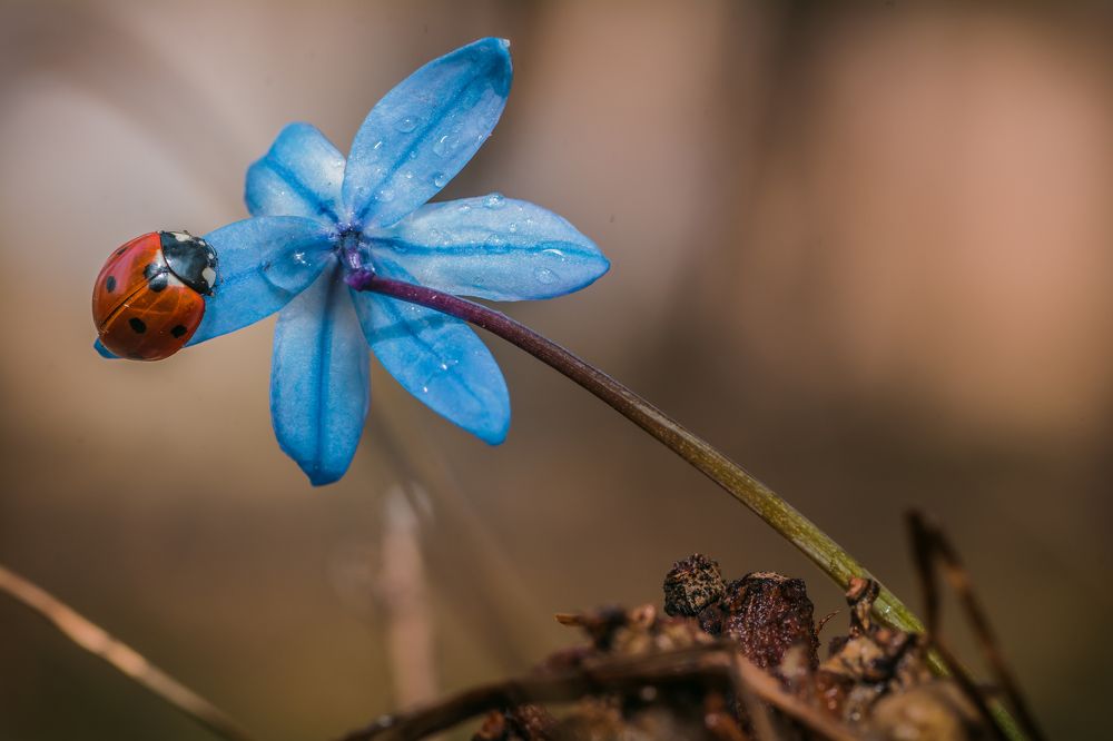 божья коровка