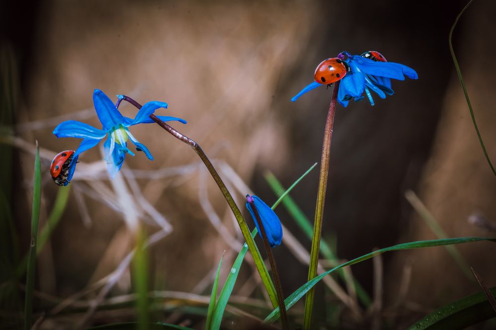 братство божих коровок