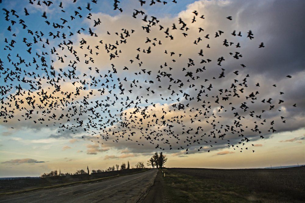 Облака стрижей