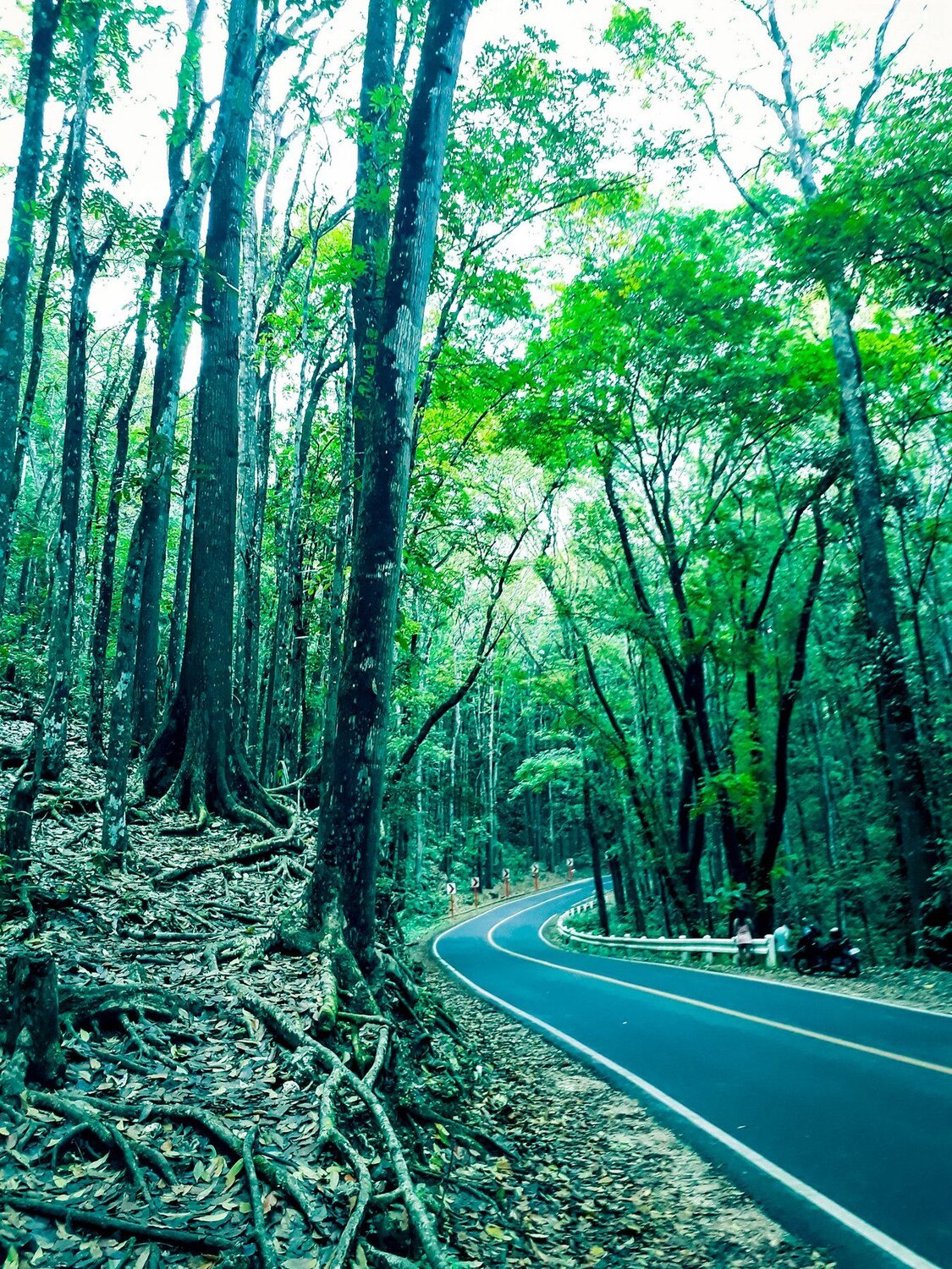 The Man Made forest
