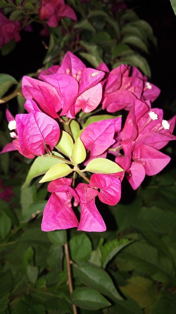 Color flower in night