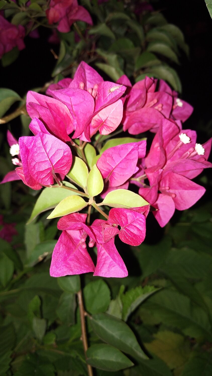 Color flower in night