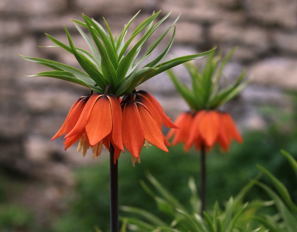 Императорский рябчик