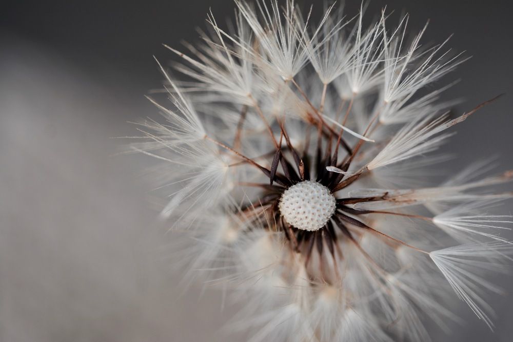Dandelion