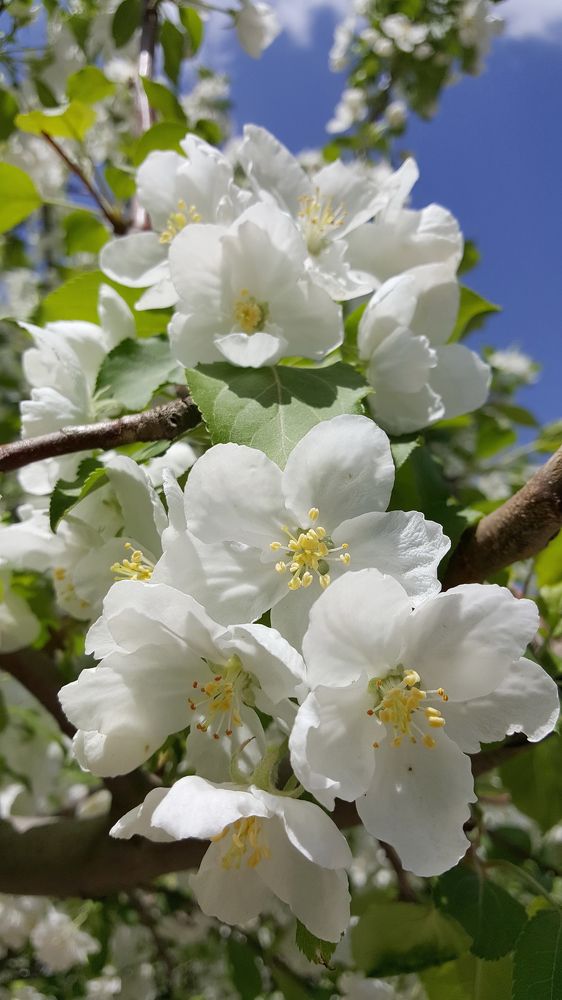 Цветение яблонь
