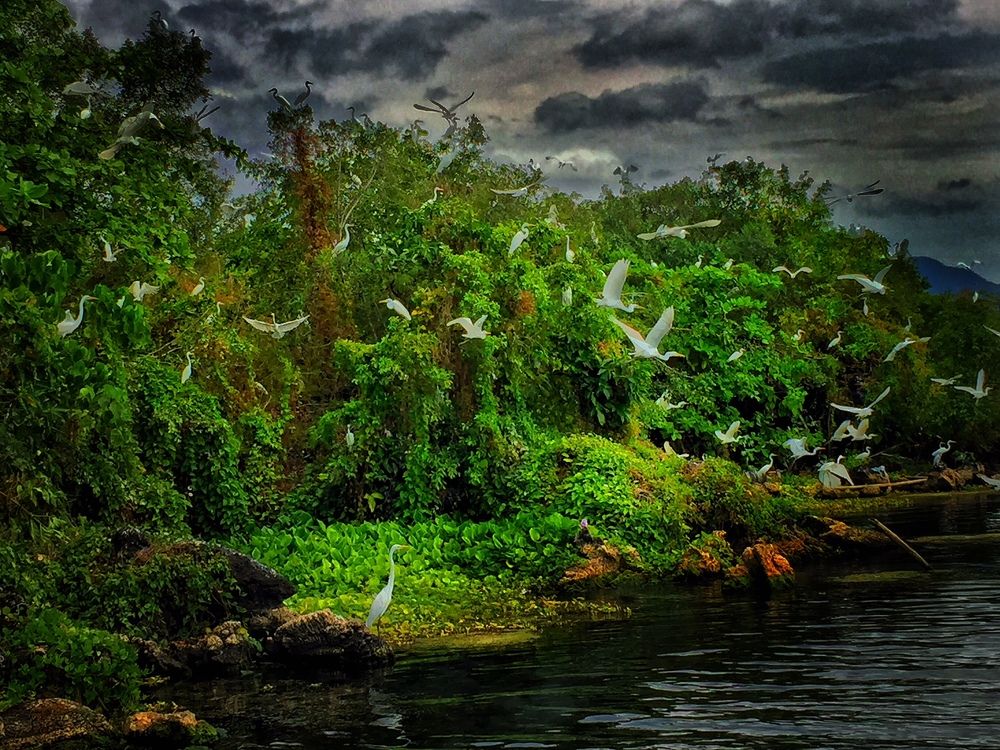 "Birds sanctuary"