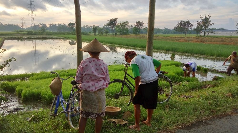 Preparing to Plant Rice
