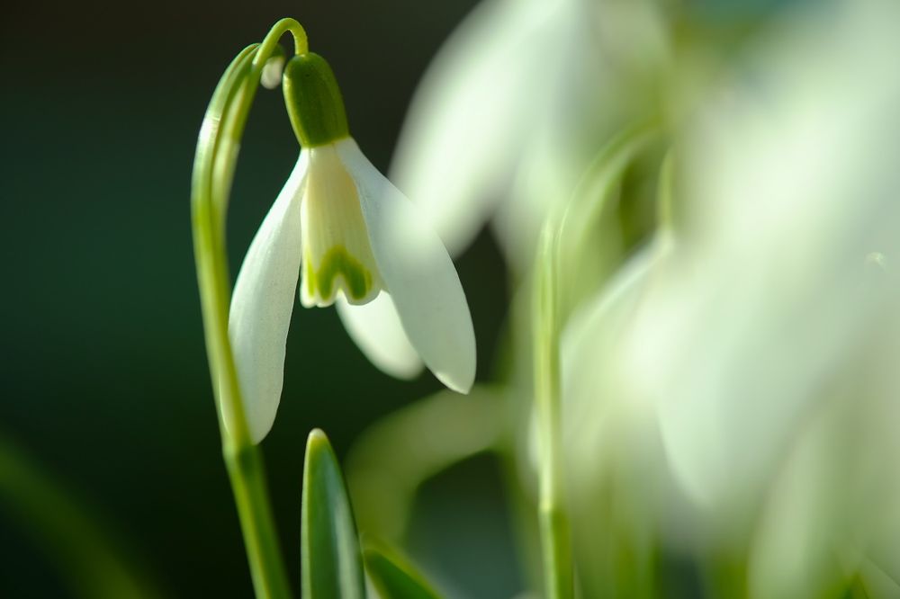 Подснежник