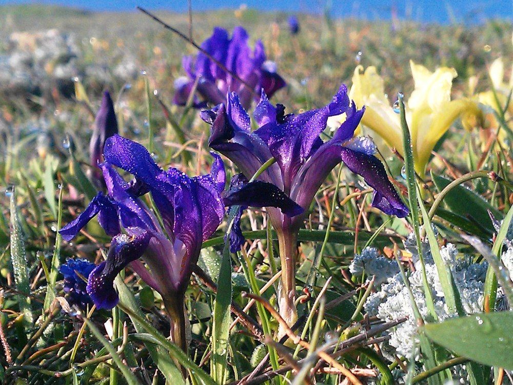 Здравствуй, утро