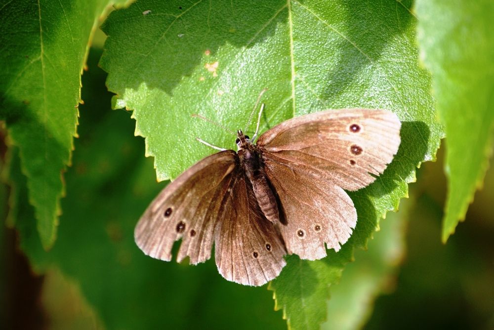 Спряталась