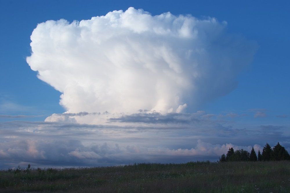 Белогривая лошадка