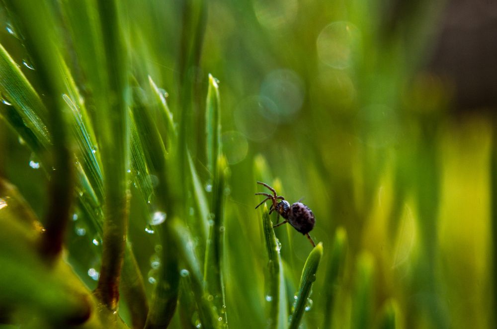 прогулка после дождя