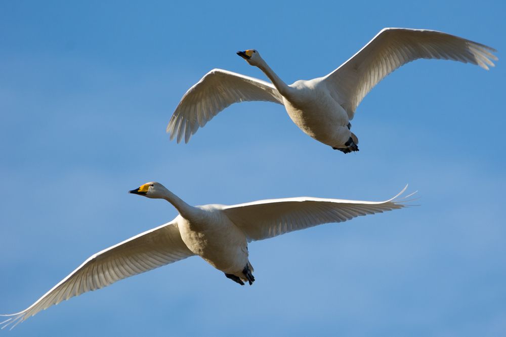 Лебедь-кликун