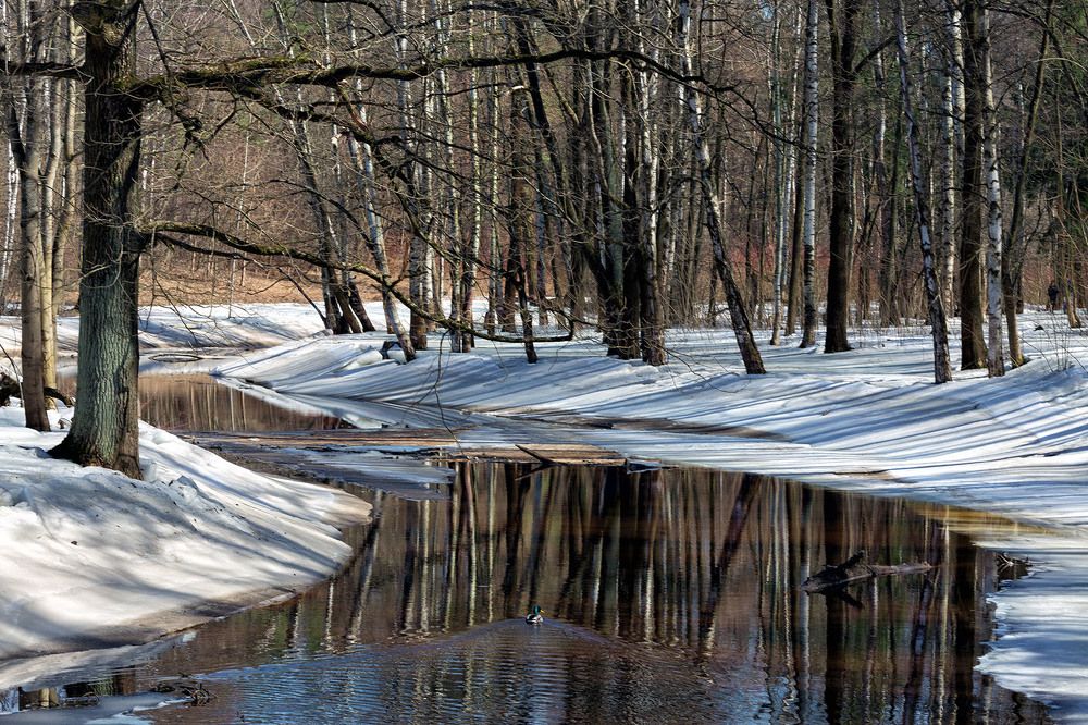 Утка в пруду...