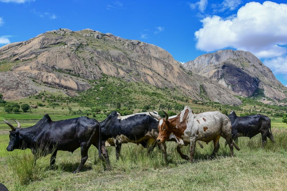 Madagascar Landscap with zebu