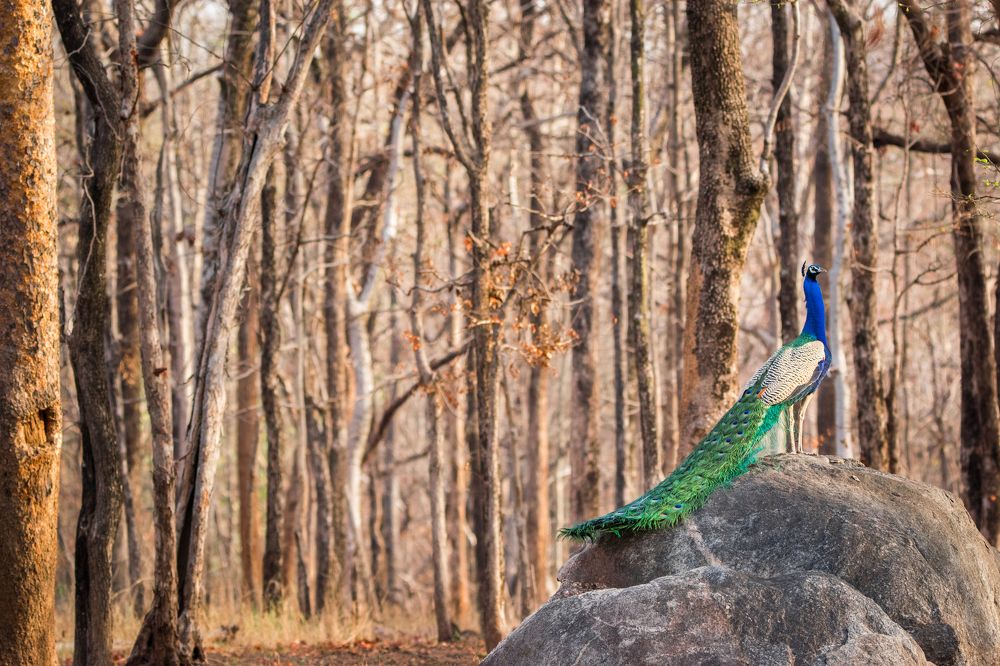 Peacock on a rock