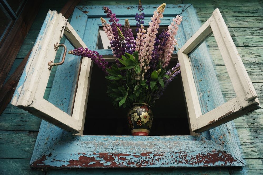 июнь,люпины