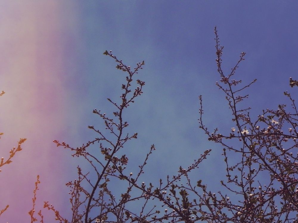 Dlooming spring
