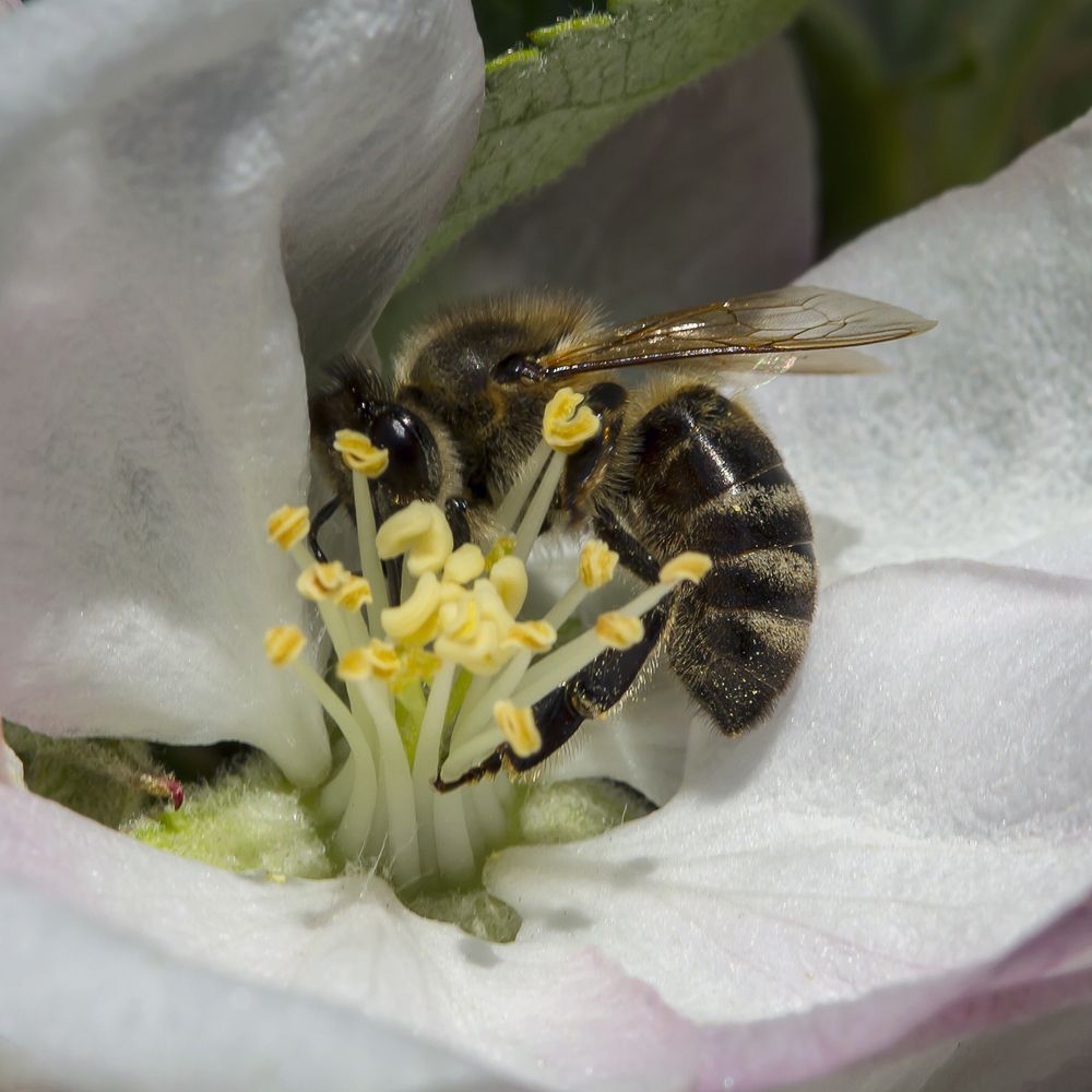 Весенний взяток