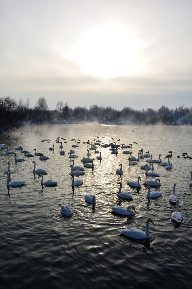 Лебединое озеро