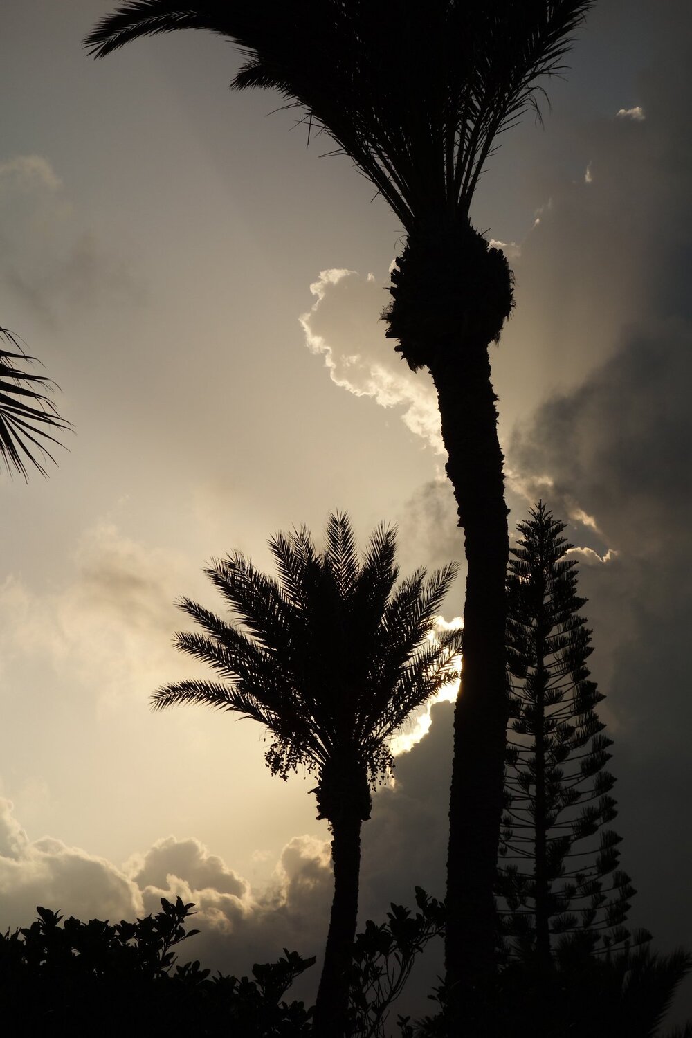 Photo #2307383