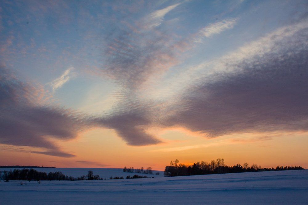 Птица-ночь.