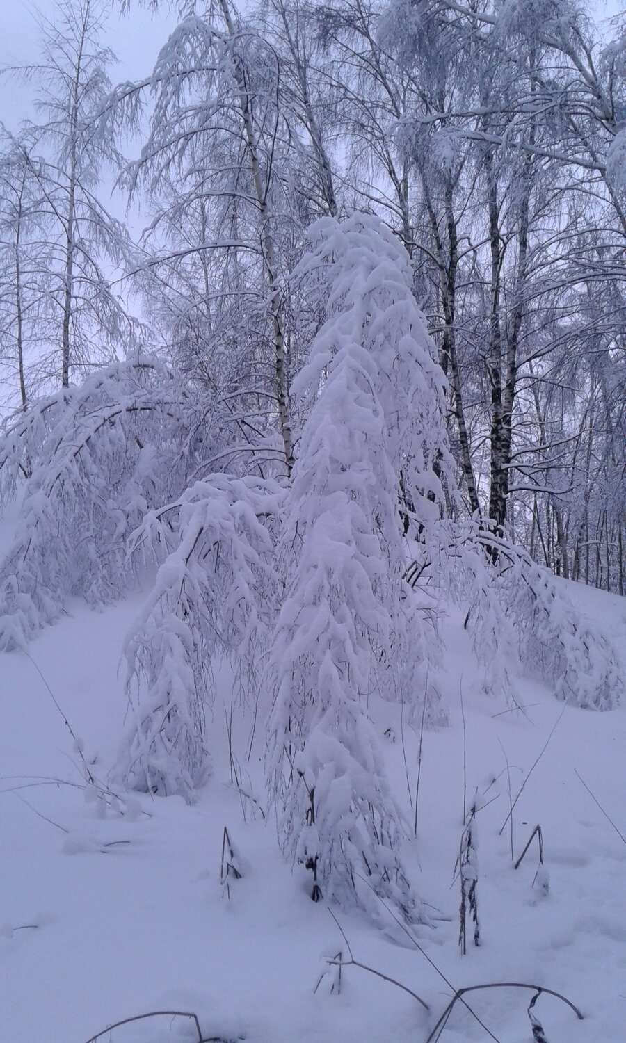 Зима косички заплетает