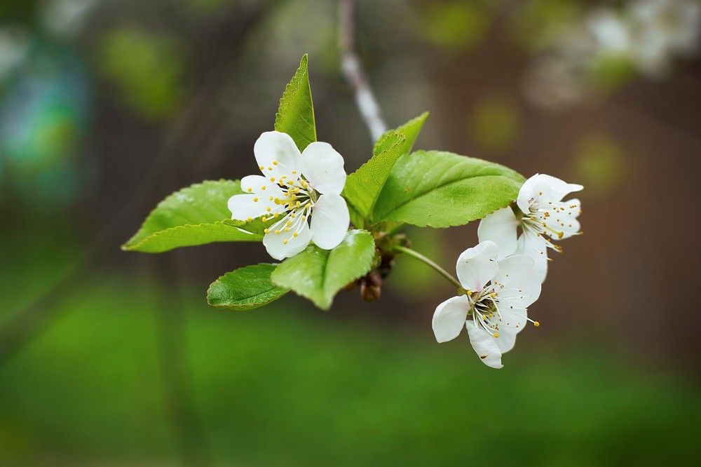 Photograph by Ирина Решетникова